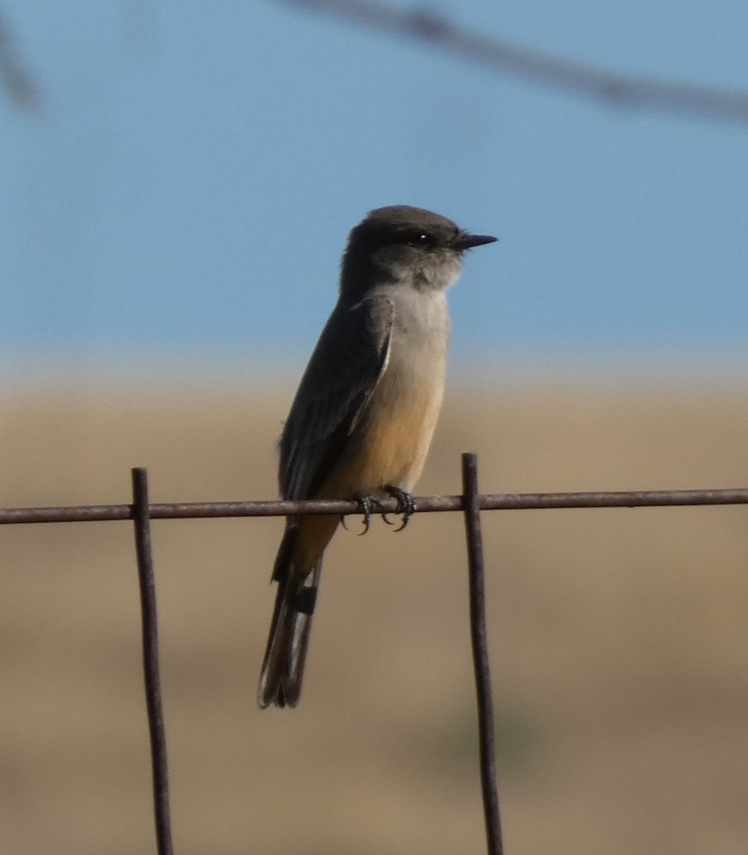 Say's Phoebe - ML511904381