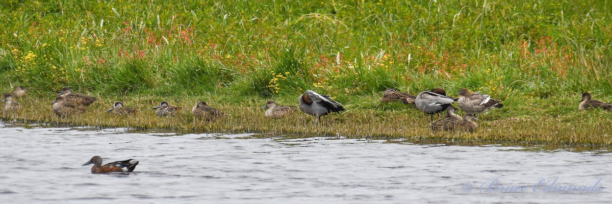 Maned Duck - ML511904391