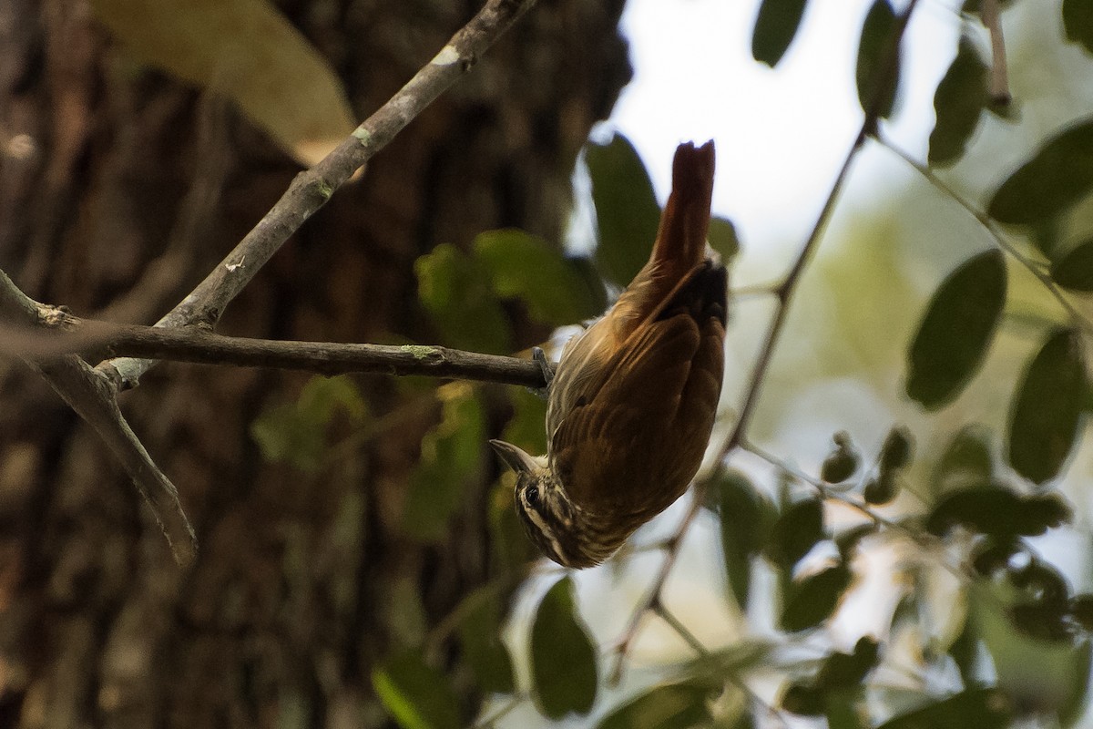 Streaked Xenops - Luiz Carlos Ramassotti