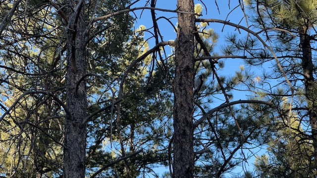 American Three-toed Woodpecker (Rocky Mts.) - ML511906111