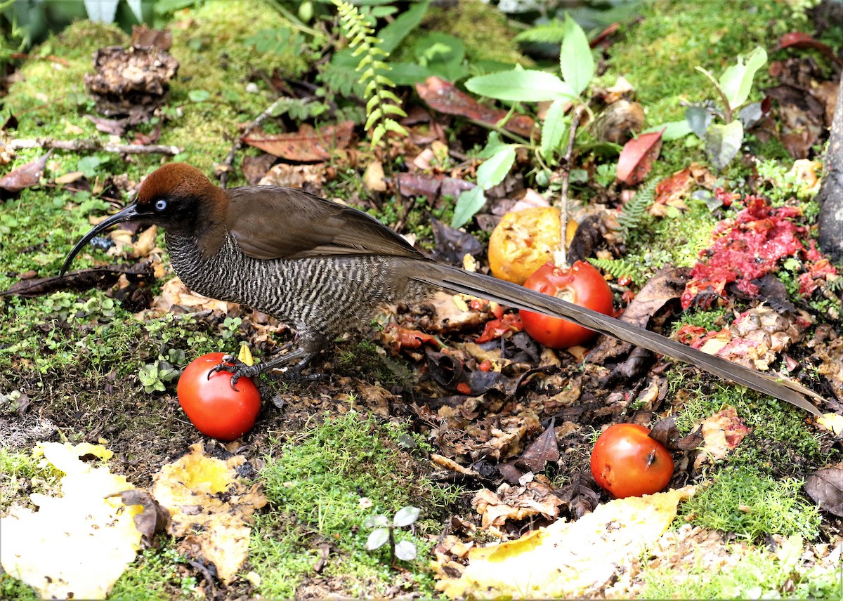 Brown Sicklebill - ML511907601