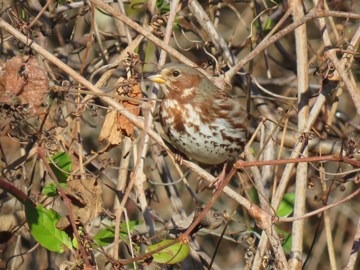 Fox Sparrow - ML511907721