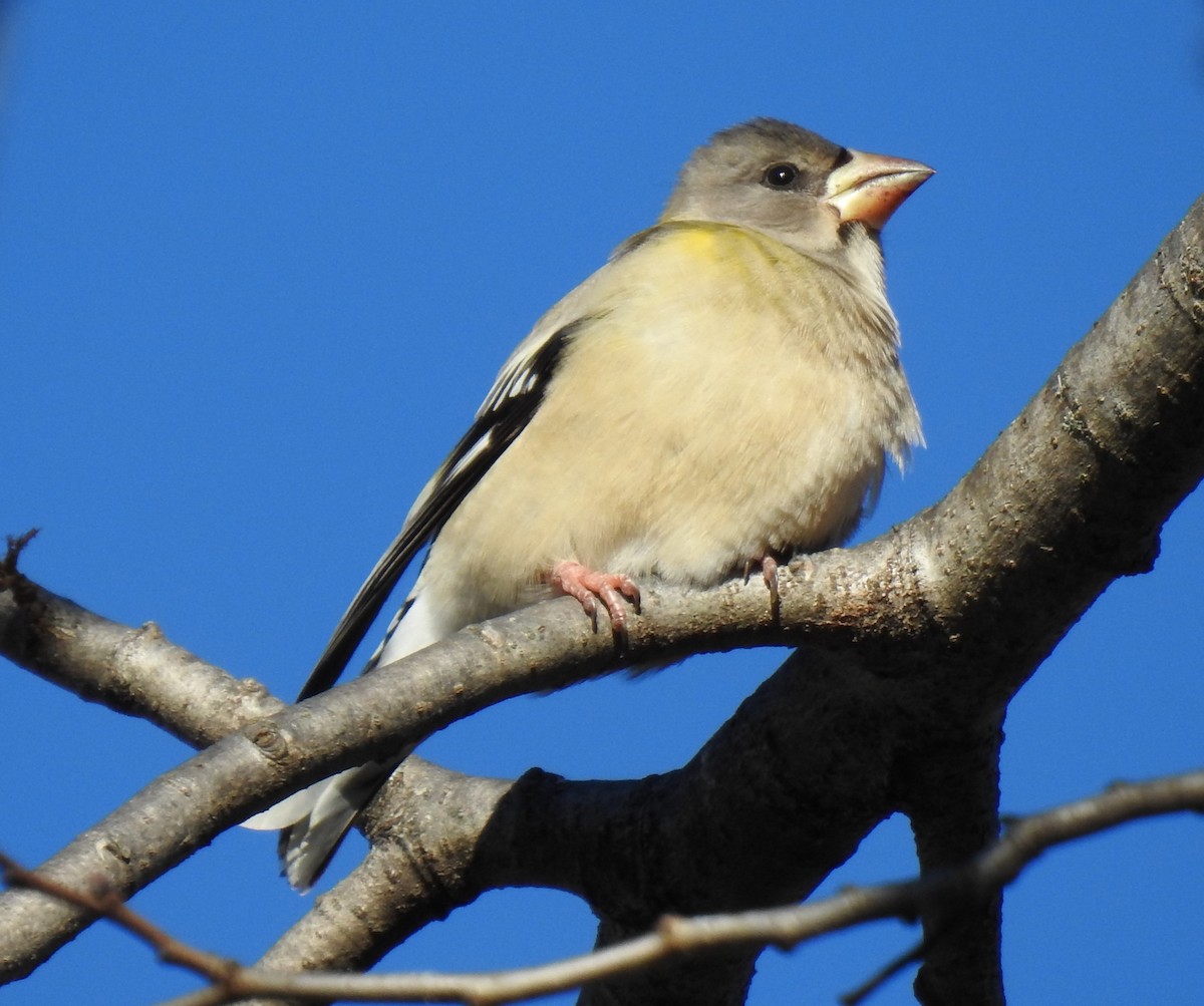 Evening Grosbeak - Glenn Hodgkins