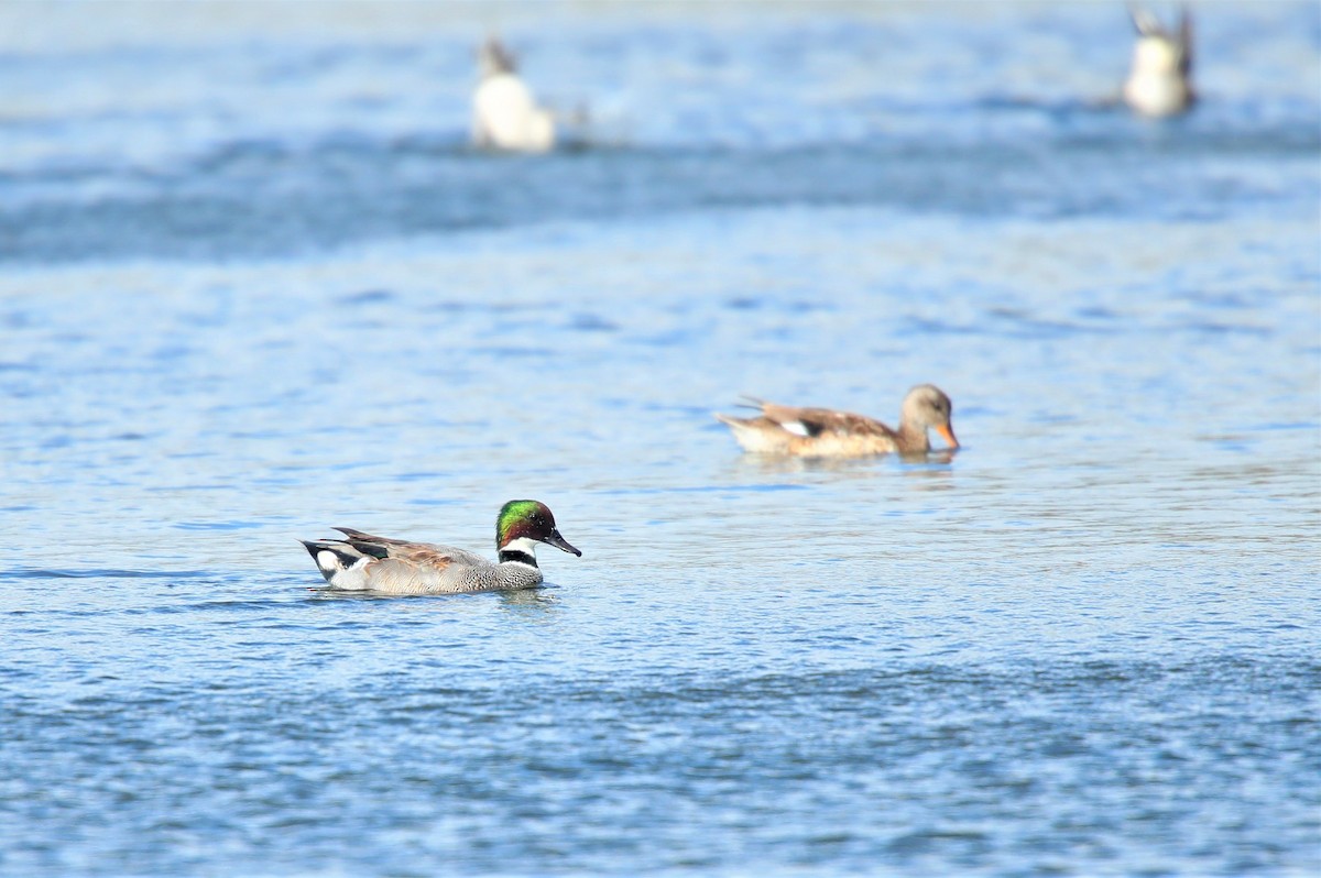 Gadwall - ML511908111