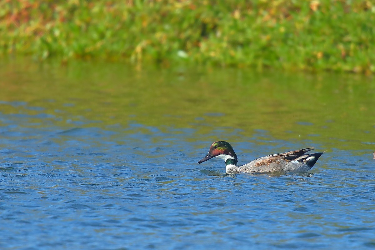 Falcated Duck - ML511908551