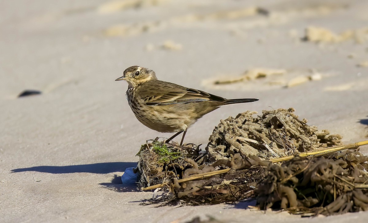 American Pipit - ML511908711