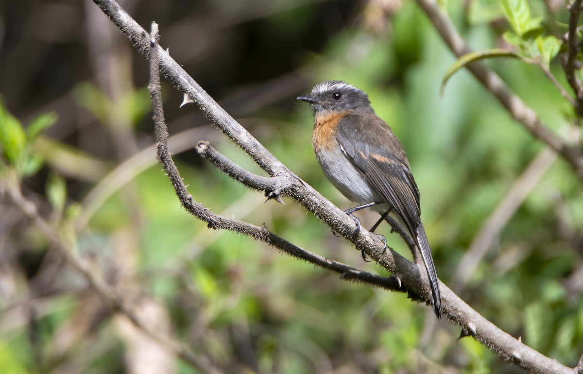 Rufous-breasted Chat-Tyrant - ML511909541