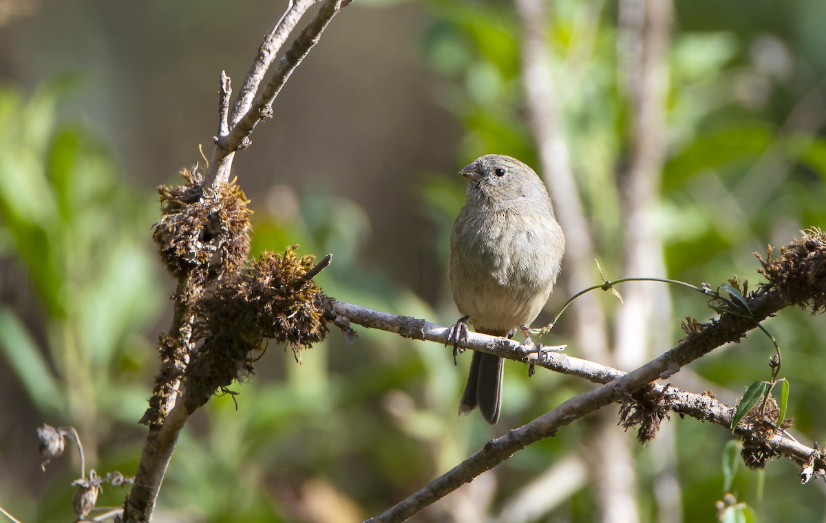 Plain-colored Seedeater - ML511910201