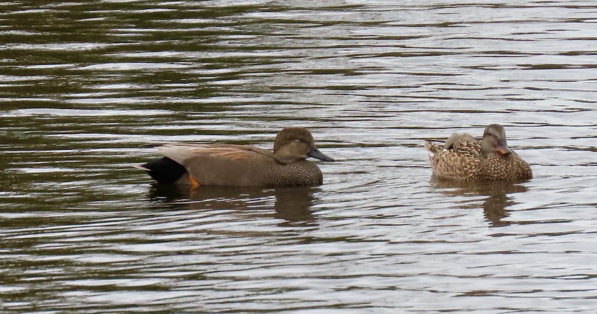 Gadwall - ML511910321