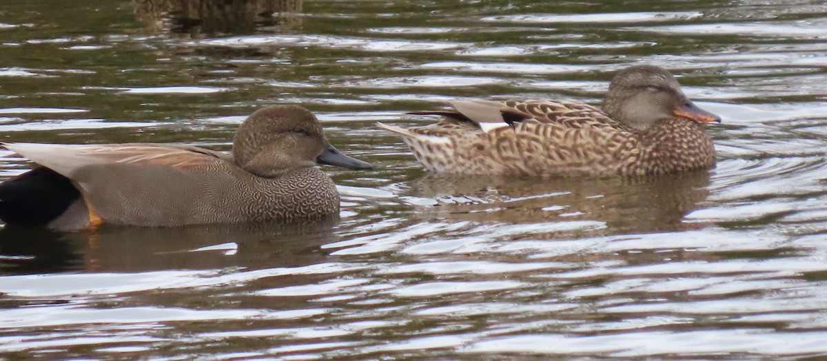 Gadwall - ML511910381