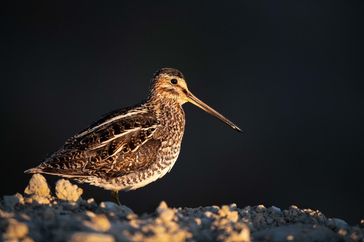 Wilson's Snipe - ML511911231