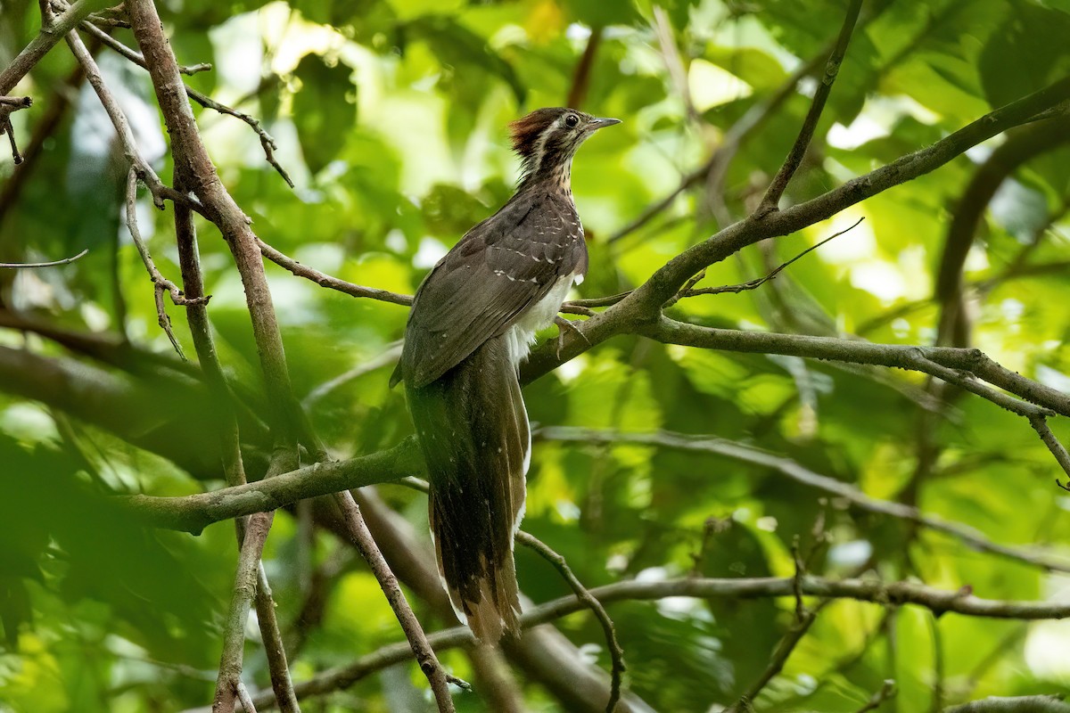 Pheasant Cuckoo - ML511912071