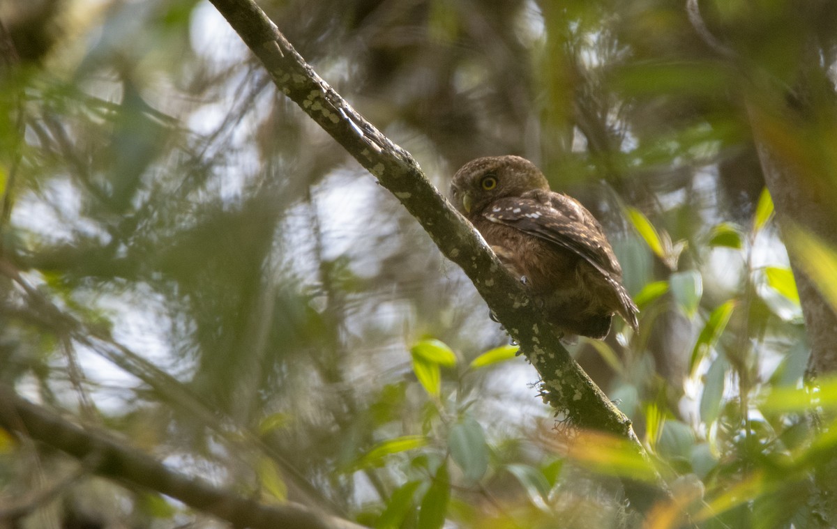 Yungas Pygmy-Owl - ML511912491