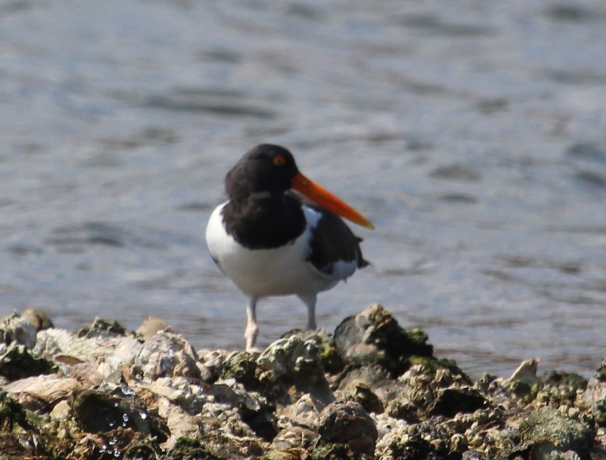 American Oystercatcher - ML51191521