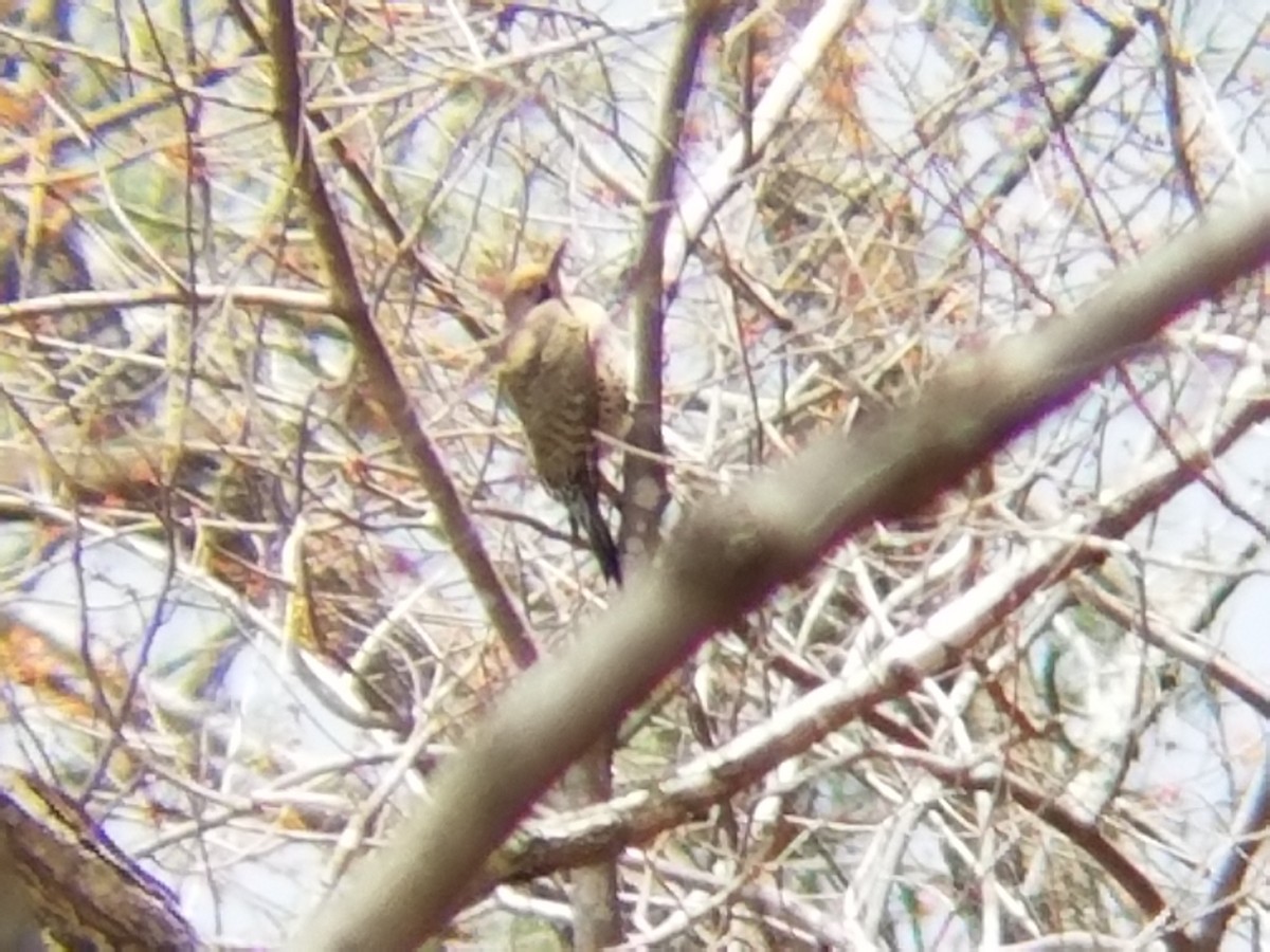 Northern Flicker - ML51191641