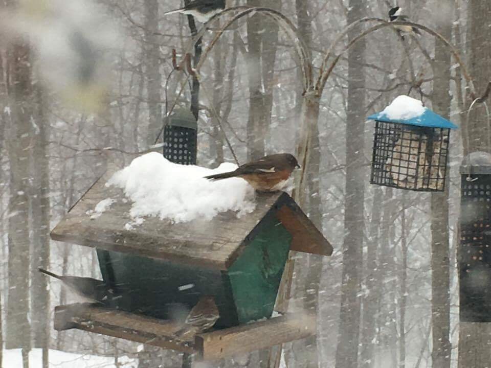 Eastern Towhee - ML51191711