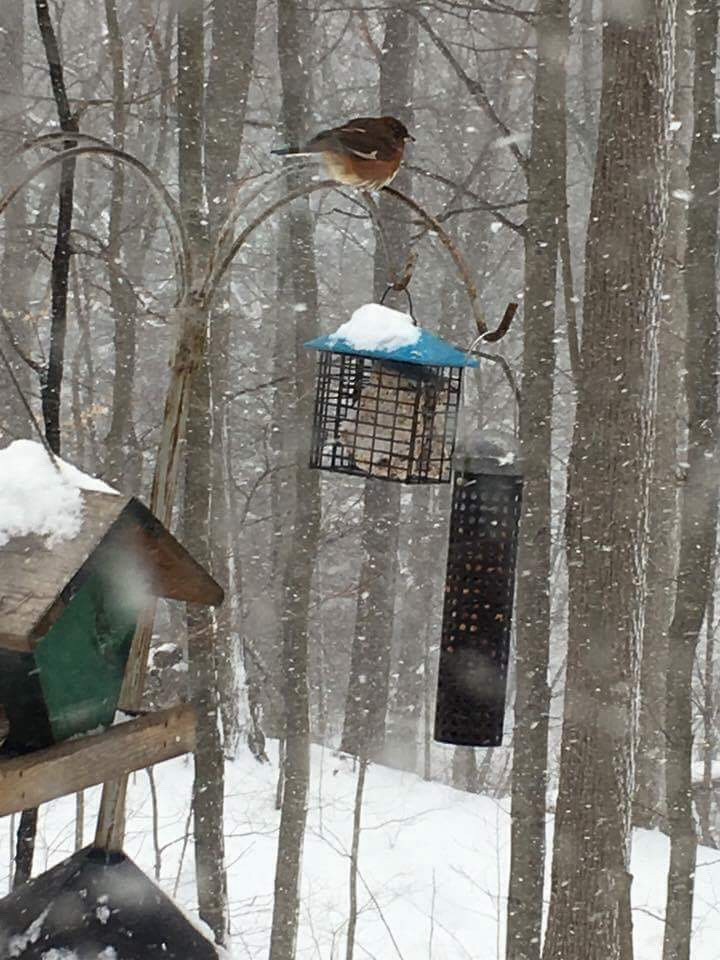 Eastern Towhee - ML51191721