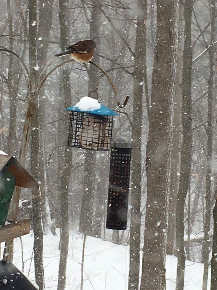 Eastern Towhee - ML51191731