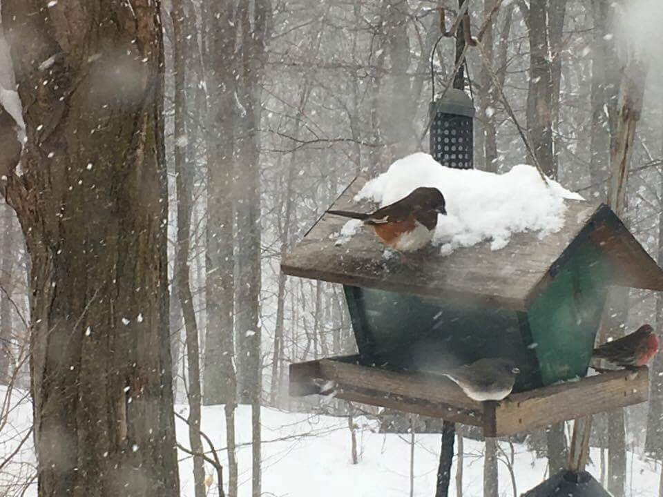 Eastern Towhee - ML51191741