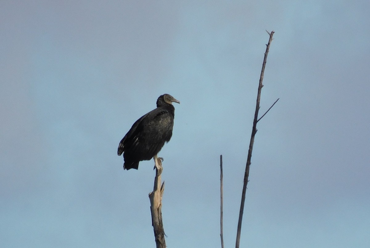 Black Vulture - ML511919001