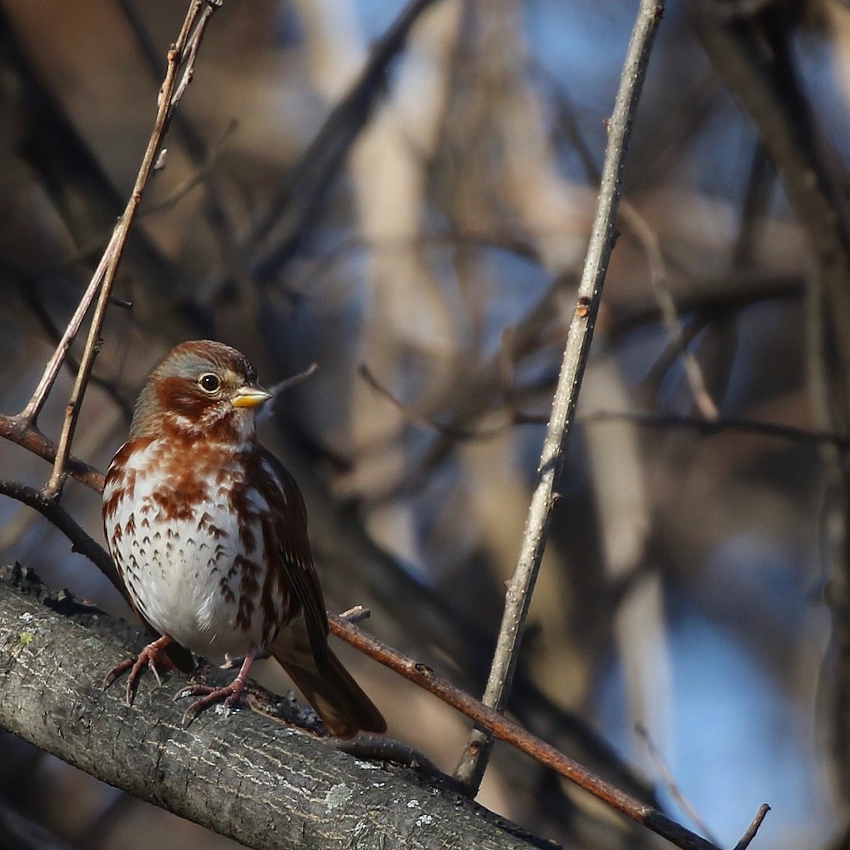 Fox Sparrow (Red) - ML511920331