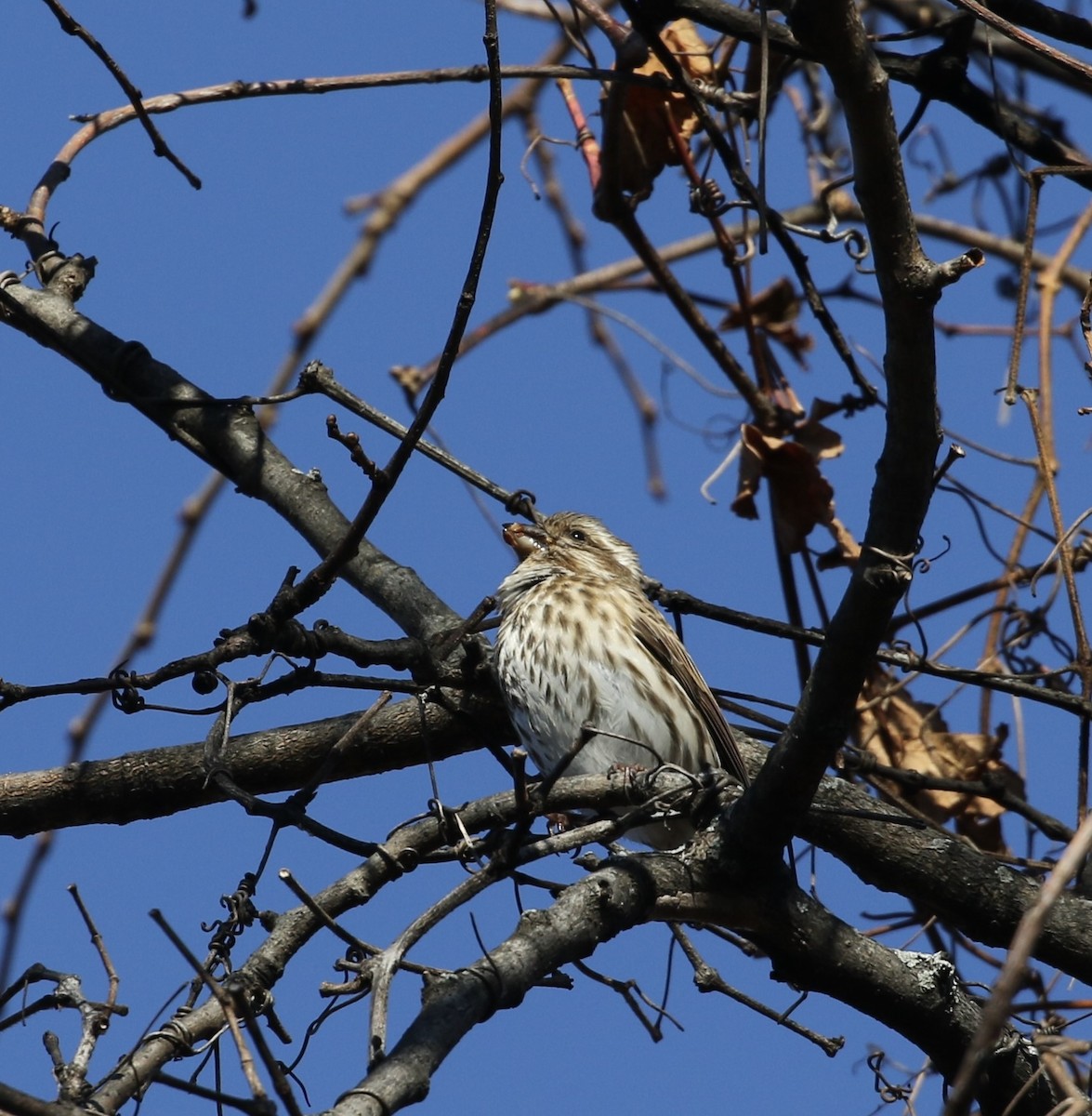 Purple Finch (Eastern) - Anthony V. Ciancimino