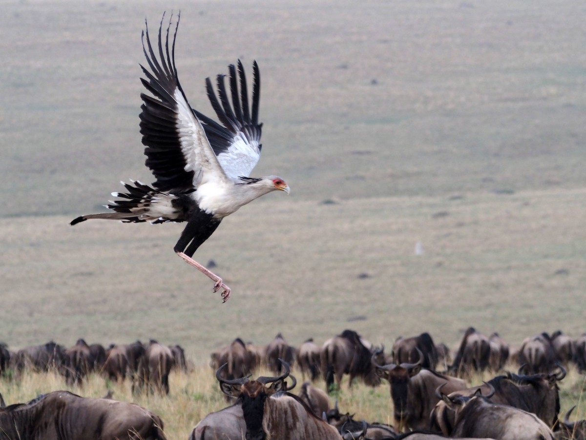 Secretarybird - ML511921811