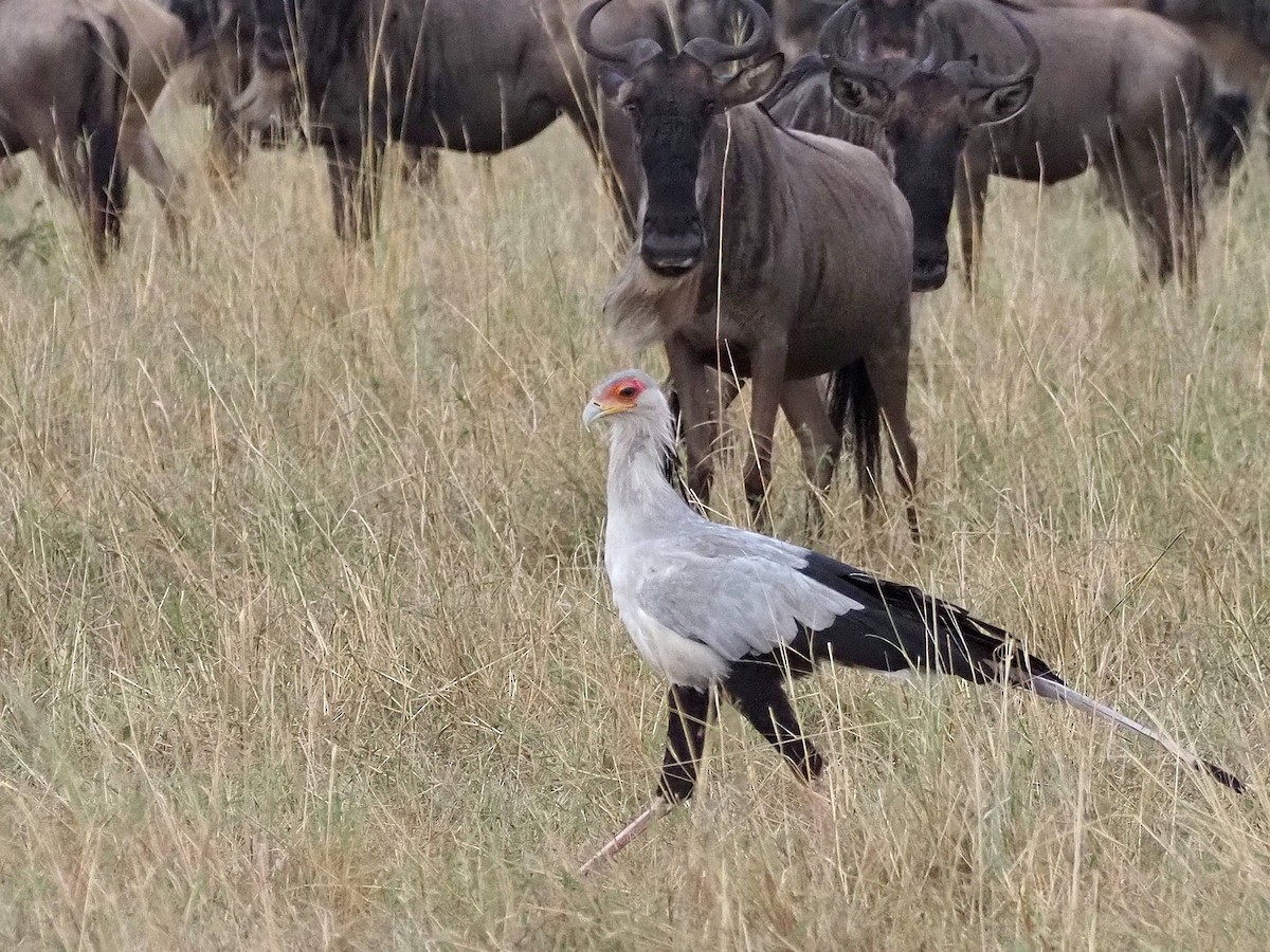 Secretarybird - ML511921821