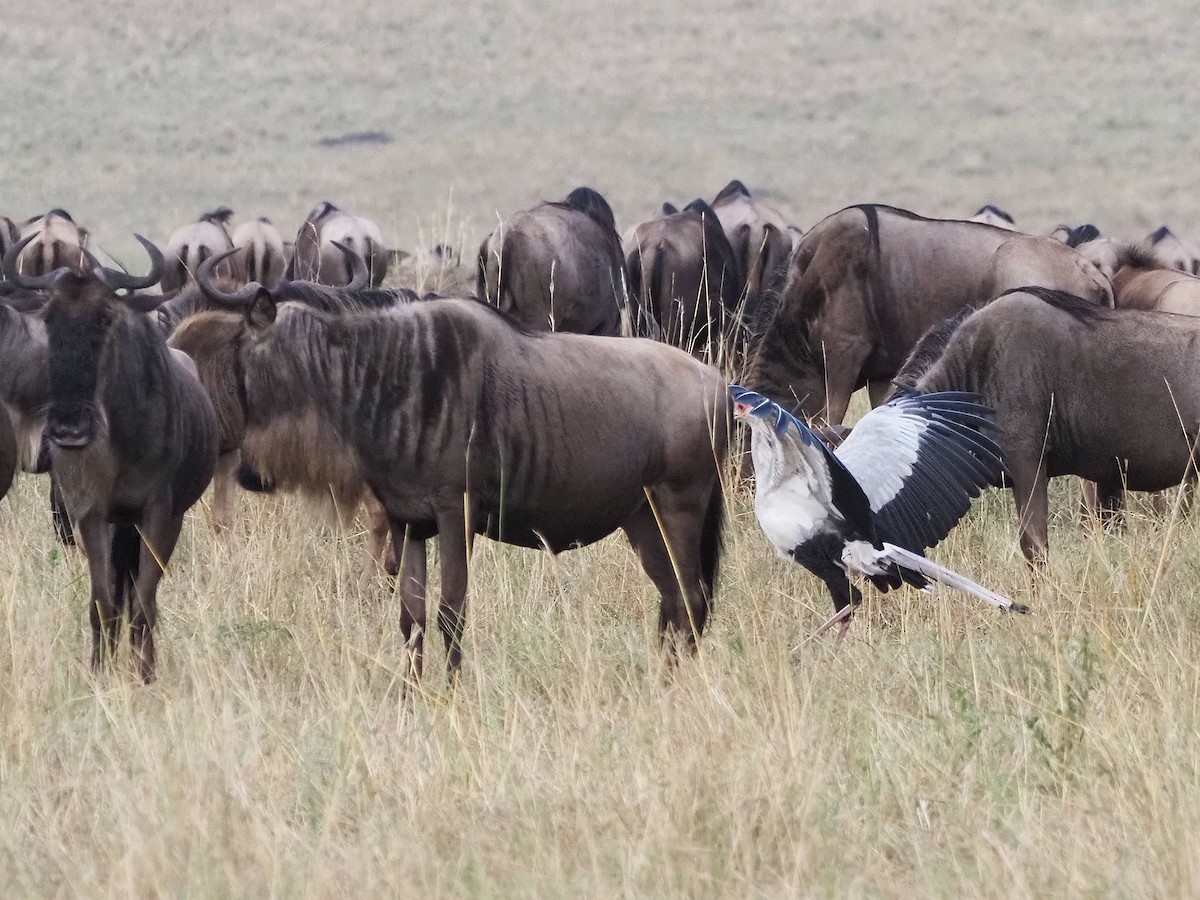 Secretarybird - ML511921831