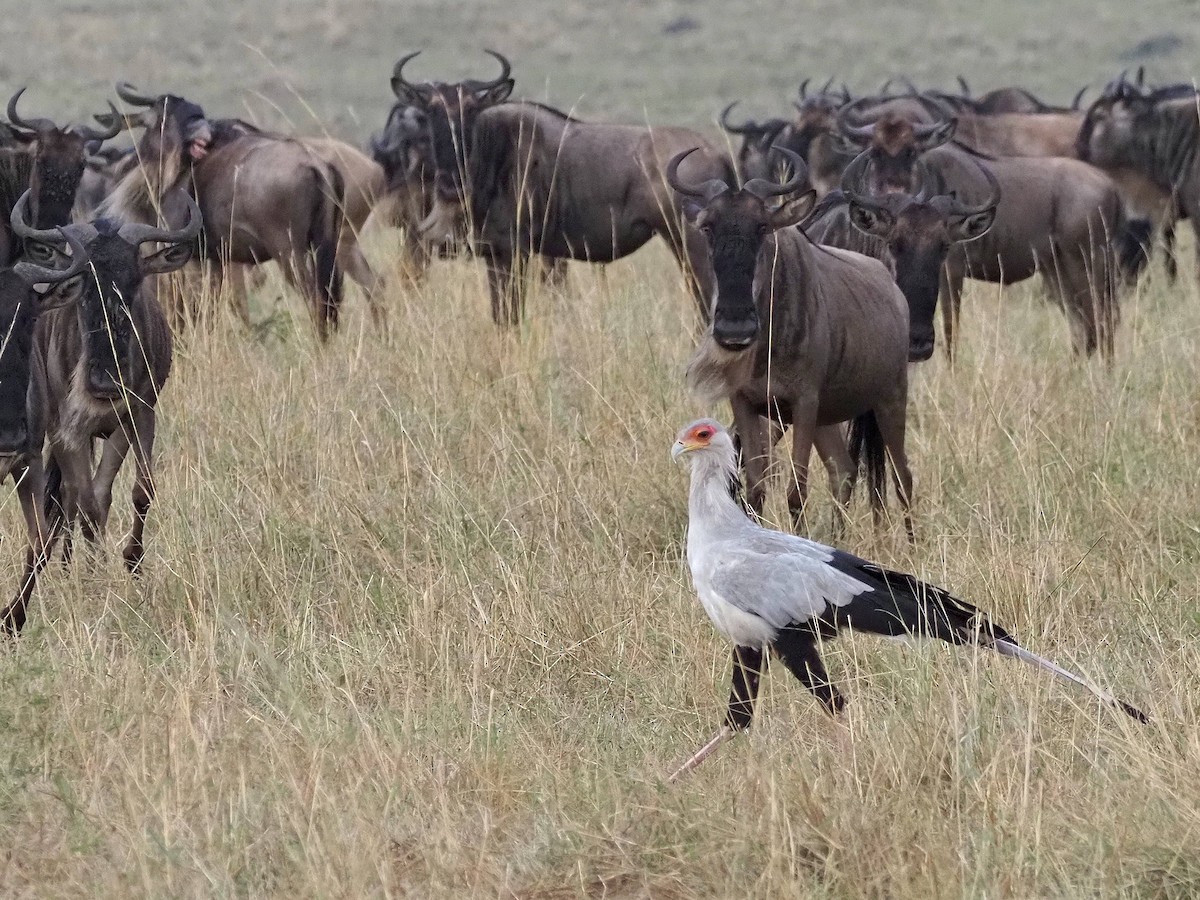 Secretarybird - ML511921841