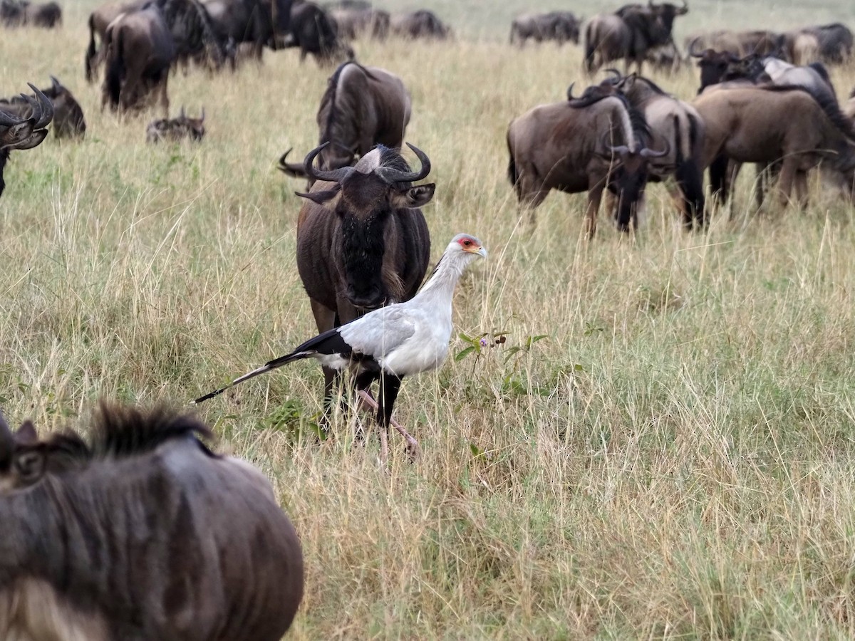 Secretarybird - ML511921851