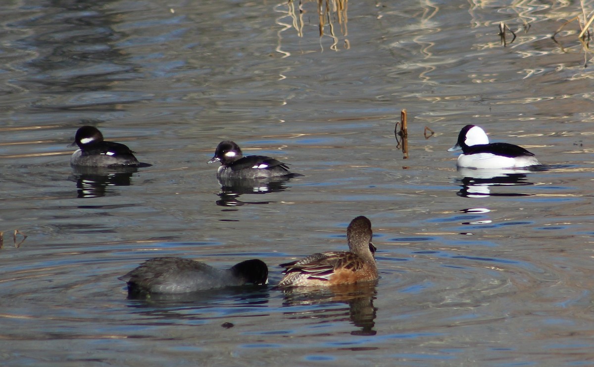 Bufflehead - ML511922191