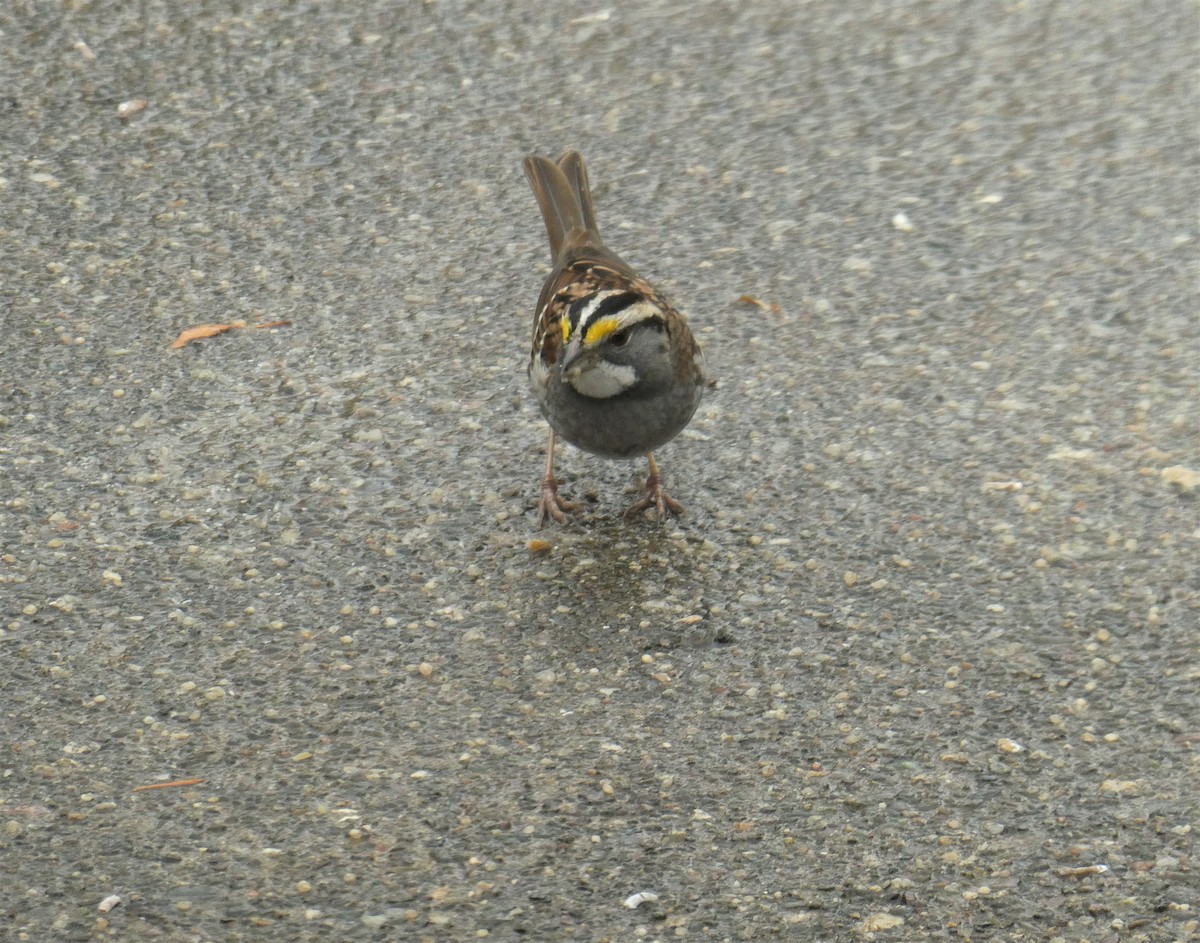 White-throated Sparrow - ML511923721