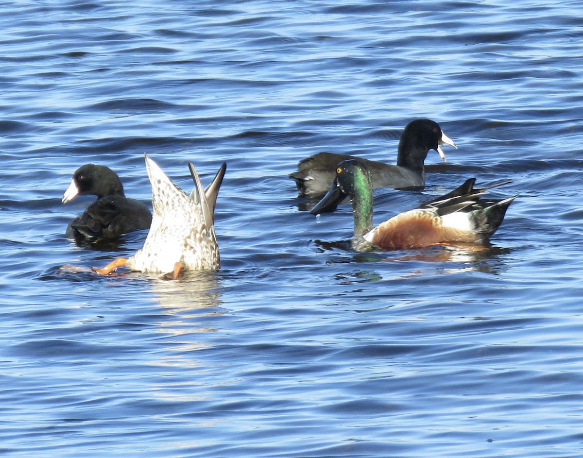 Northern Shoveler - ML511924361