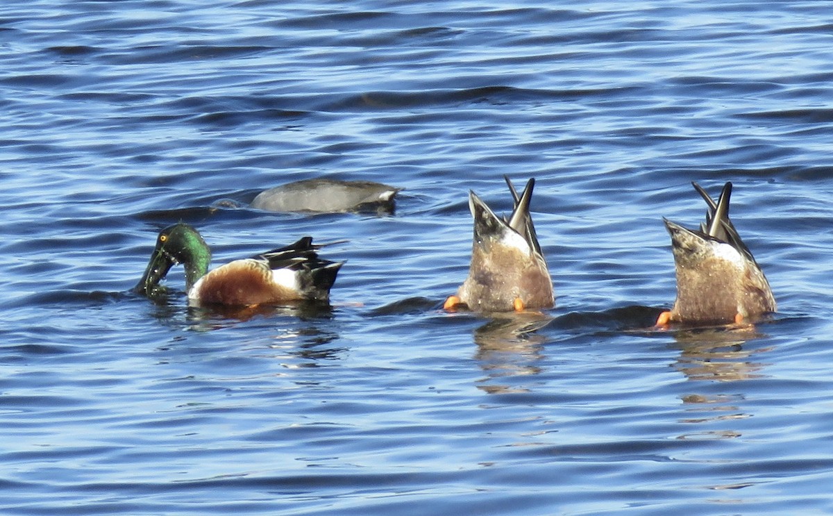 Northern Shoveler - ML511924401