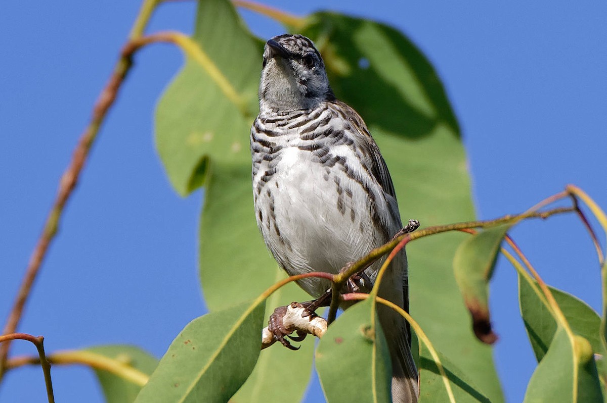 Bar-breasted Honeyeater - ML511924751
