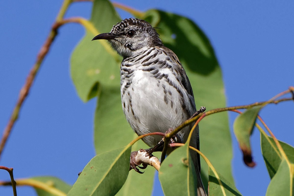 Bar-breasted Honeyeater - ML511925031