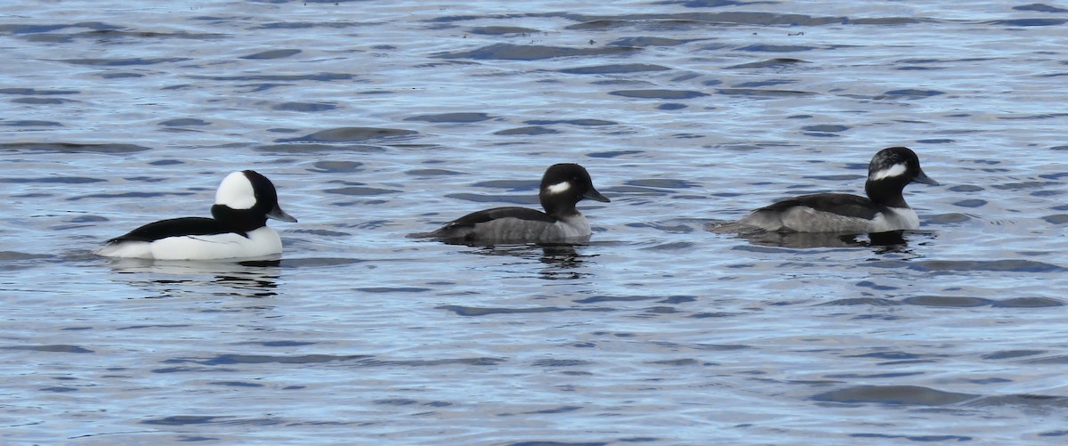 Bufflehead - ML511925111