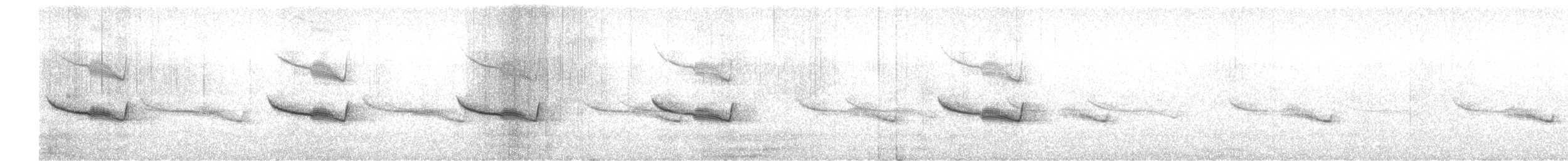 Breitspiegel-Nachtschwalbe (bifasciata/patagonica) - ML511925671