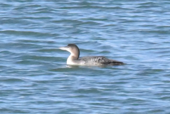 Common Loon - ML511927471