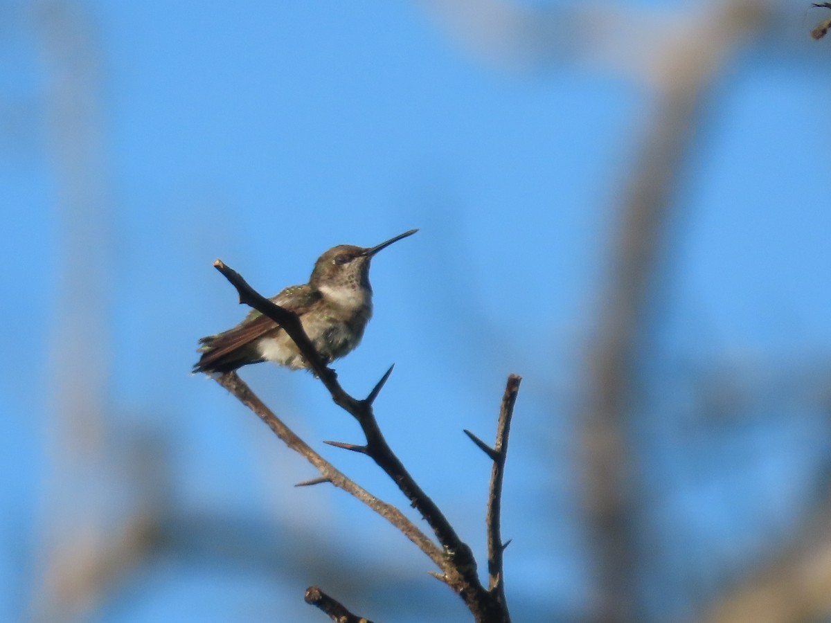 Ruby-throated Hummingbird - ML511928591