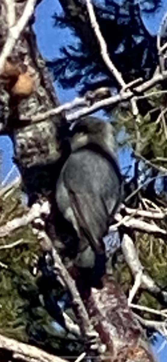 Pygmy Nuthatch - ML511928801
