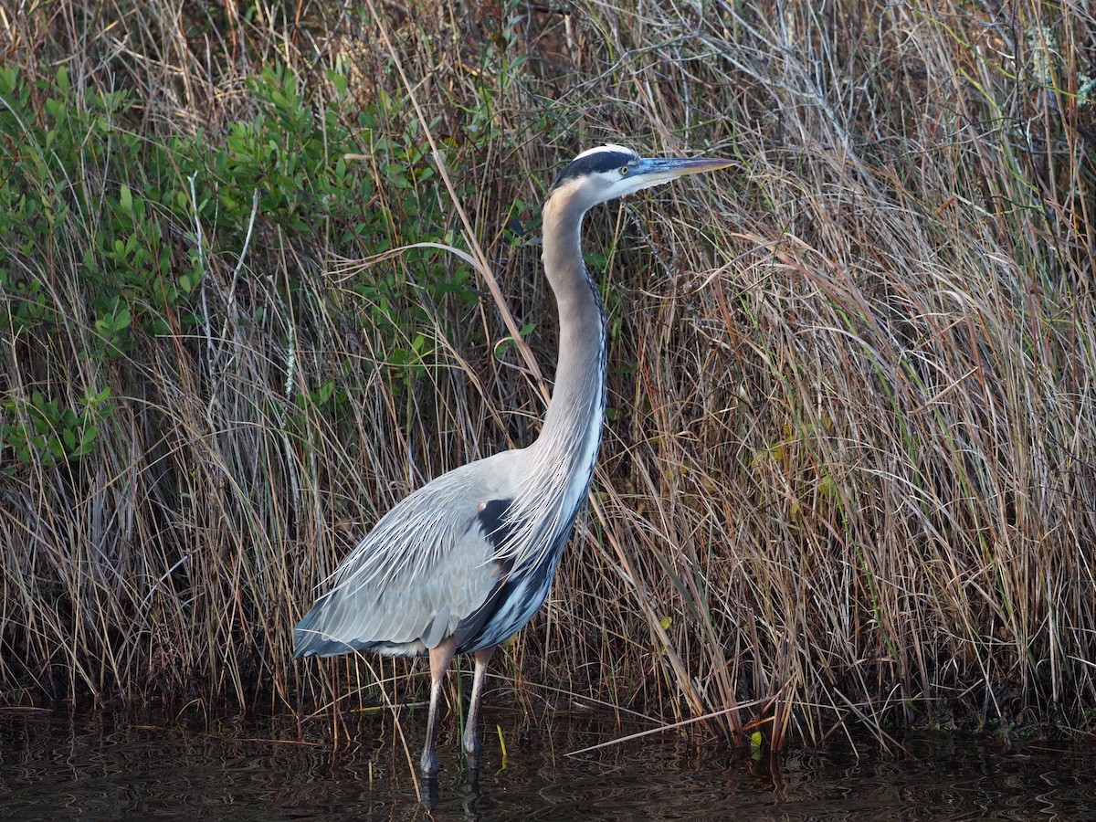 Great Blue Heron - ML511930041