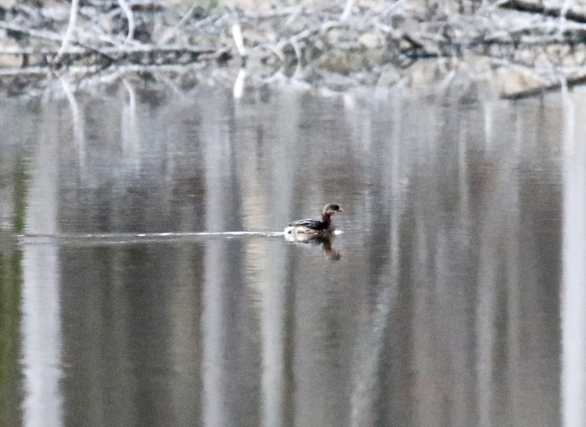 Pied-billed Grebe - ML511931791