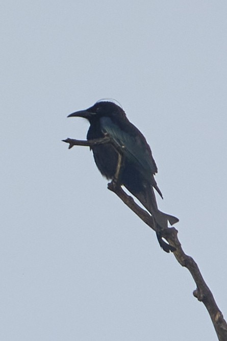 Drongo à crinière - ML511932981