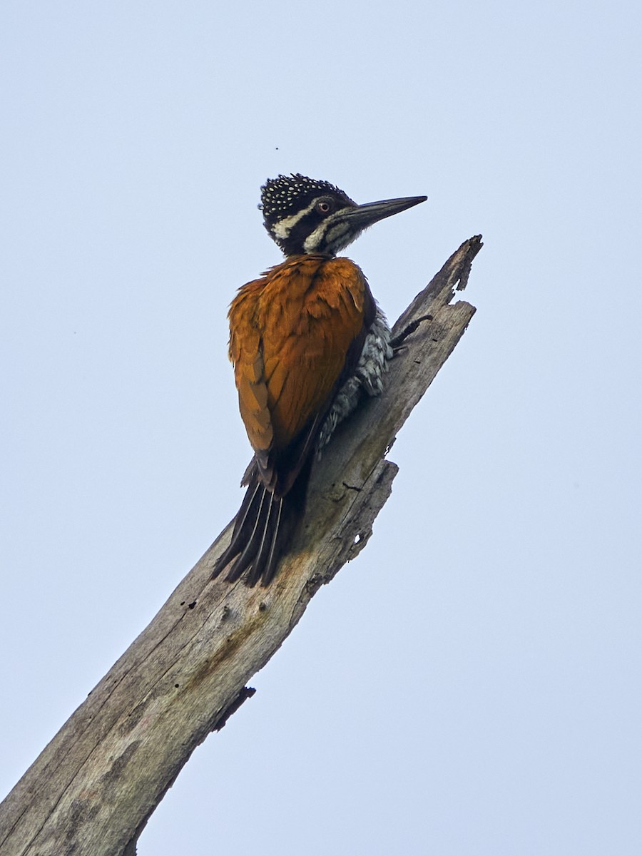 Greater Flameback - ML511933011