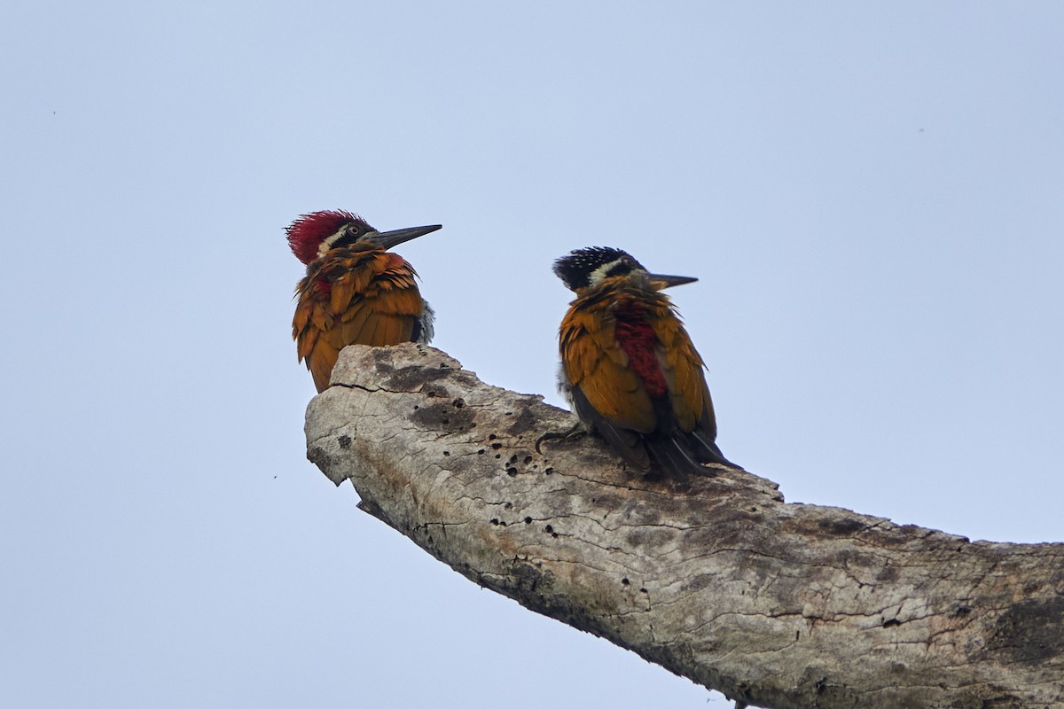 Greater Flameback - Anonymous