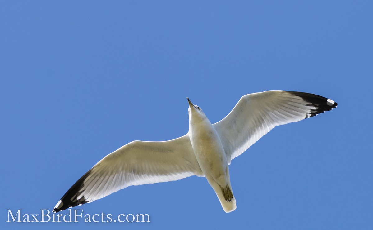 Ring-billed Gull - ML511933211