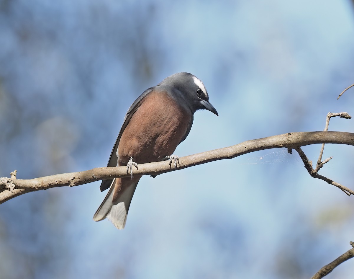 White-browed Woodswallow - ML511934051