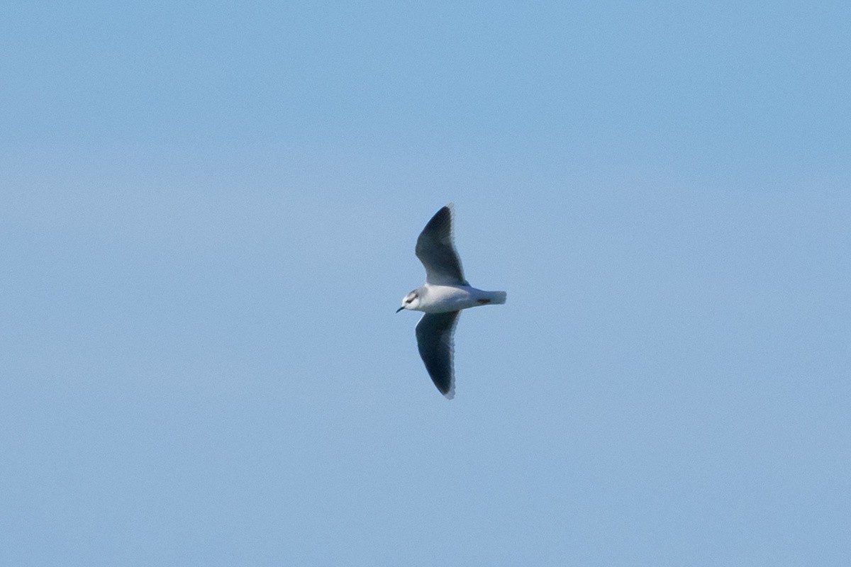 Little Gull - Ant Tab